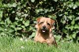 NORFOLK TERRIER 030